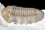 Lochovella (Reedops) Trilobite - Black Cat Mountain, Oklahoma #134407-3